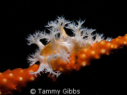 A telesto coral nudibranch taken under the Ammo Jetty, so... by Tammy Gibbs 